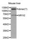Nuclear Receptor Subfamily 1 Group I Member 2 antibody, abx001333, Abbexa, Western Blot image 