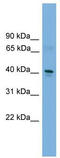 Transcription Factor Dp-2 antibody, TA329625, Origene, Western Blot image 