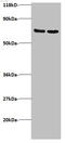 Interferon Induced Transmembrane Protein 1 antibody, A51681-100, Epigentek, Western Blot image 