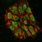 DNA Methyltransferase 3 Beta antibody, AF7646, R&D Systems, Immunofluorescence image 