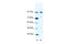 BTB Domain And CNC Homolog 1 antibody, 28-768, ProSci, Western Blot image 