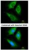 Hypoxanthine Phosphoribosyltransferase 1 antibody, NBP1-33527, Novus Biologicals, Immunofluorescence image 