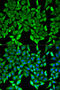 Myelin Oligodendrocyte Glycoprotein antibody, 19-608, ProSci, Immunofluorescence image 