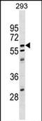 Copine 5 antibody, PA5-72028, Invitrogen Antibodies, Western Blot image 