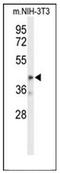 Olfactomedin Like 3 antibody, AP52996PU-N, Origene, Western Blot image 