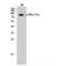 Component Of Inhibitor Of Nuclear Factor Kappa B Kinase Complex antibody, LS-C380736, Lifespan Biosciences, Western Blot image 