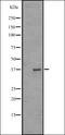 OR51A1P antibody, orb335525, Biorbyt, Western Blot image 