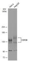 Interleukin 6 Signal Transducer antibody, GTX109048, GeneTex, Western Blot image 