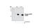 Heat Shock Protein Family B (Small) Member 1 antibody, 2406S, Cell Signaling Technology, Western Blot image 