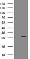 Ubiquitin Conjugating Enzyme E2 S antibody, TA505186, Origene, Western Blot image 