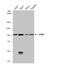 Glycogen Phosphorylase B antibody, NBP1-32799, Novus Biologicals, Western Blot image 