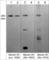 MyHC-IIa antibody, MP5181, ECM Biosciences, Western Blot image 