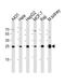 Adenylate Kinase 4 antibody, PA5-49333, Invitrogen Antibodies, Western Blot image 