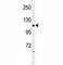 Leucine Rich Repeat Containing G Protein-Coupled Receptor 5 antibody, F48167-0.4ML, NSJ Bioreagents, Immunohistochemistry frozen image 