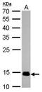 Cytochrome C Oxidase Subunit 4I1 antibody, MA5-17279, Invitrogen Antibodies, Western Blot image 