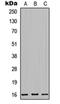 Mitochondrial Ribosomal Protein L42 antibody, orb256691, Biorbyt, Western Blot image 