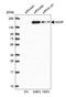 Nuclear Autoantigenic Sperm Protein antibody, HPA028136, Atlas Antibodies, Western Blot image 