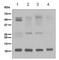 Ubiquitin Fold Modifier 1 antibody, ab109305, Abcam, Western Blot image 