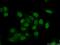 Nucleophosmin 1 antibody, 10306-1-AP, Proteintech Group, Immunofluorescence image 