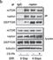 DEP Domain Containing MTOR Interacting Protein antibody, NBP1-49674, Novus Biologicals, Western Blot image 