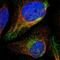 ADAM Metallopeptidase Domain 15 antibody, NBP1-82788, Novus Biologicals, Immunofluorescence image 