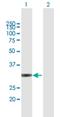 RING finger protein unkempt-like antibody, H00064718-B01P, Novus Biologicals, Western Blot image 