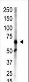 Zinc Finger MIZ-Type Containing 1 antibody, LS-C100483, Lifespan Biosciences, Western Blot image 