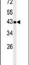 UBXN6 antibody, PA5-25007, Invitrogen Antibodies, Western Blot image 