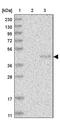 Proline Rich Nuclear Receptor Coactivator 1 antibody, PA5-56272, Invitrogen Antibodies, Western Blot image 