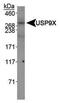 Ubiquitin Specific Peptidase 9 X-Linked antibody, PA5-23035, Invitrogen Antibodies, Western Blot image 