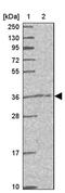 CAMLG antibody, PA5-62655, Invitrogen Antibodies, Western Blot image 