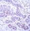 Signal Transducer And Activator Of Transcription 4 antibody, 79-288, ProSci, Immunohistochemistry paraffin image 