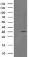 Replication Factor C Subunit 2 antibody, TA505033AM, Origene, Western Blot image 