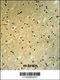 BCL6 Corepressor antibody, 62-852, ProSci, Immunohistochemistry frozen image 