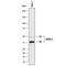 GATA Binding Protein 3 antibody, MAB26051, R&D Systems, Western Blot image 