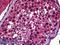 SP140 Nuclear Body Protein antibody, LS-B6030, Lifespan Biosciences, Immunohistochemistry paraffin image 