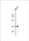 Glycerophosphodiester Phosphodiesterase Domain Containing 3 antibody, PA5-48653, Invitrogen Antibodies, Western Blot image 