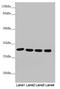 Metaxin 2 antibody, LS-C676096, Lifespan Biosciences, Western Blot image 