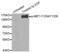 c-met antibody, abx000455, Abbexa, Western Blot image 