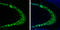 ELAV Like RNA Binding Protein 3 antibody, GTX134128, GeneTex, Immunohistochemistry frozen image 