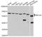 Nuclear Receptor Subfamily 1 Group H Member 4 antibody, STJ110618, St John