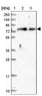 Fermitin family homolog 1 antibody, NBP1-89883, Novus Biologicals, Western Blot image 