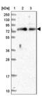 Fermitin Family Member 1 antibody, NBP1-89883, Novus Biologicals, Western Blot image 