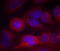 Tyrosine Hydroxylase antibody, TA323692, Origene, Immunofluorescence image 