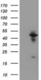 WD Repeat Domain 74 antibody, MA5-26448, Invitrogen Antibodies, Western Blot image 