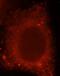 Interleukin 17 Receptor B antibody, FNab04230, FineTest, Immunofluorescence image 