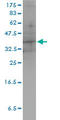 Dual Specificity Phosphatase 4 antibody, LS-C197089, Lifespan Biosciences, Western Blot image 