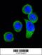 Corticotropin Releasing Hormone Receptor 2 antibody, 62-463, ProSci, Immunofluorescence image 