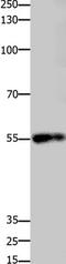 Tcf1 antibody, TA321151, Origene, Western Blot image 