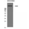 Versican antibody, LS-C386641, Lifespan Biosciences, Western Blot image 